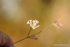 Asperula aristata