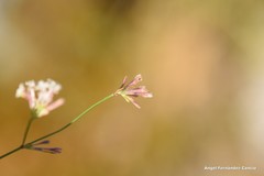 Asperula aristata