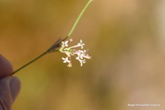Asperula aristata
