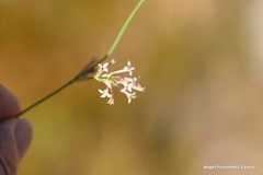 Asperula aristata