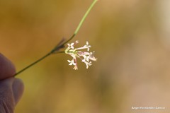 Asperula aristata