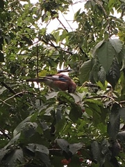 Garrulus glandarius