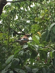 Garrulus glandarius