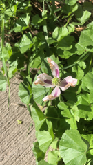 Papaver somniferum