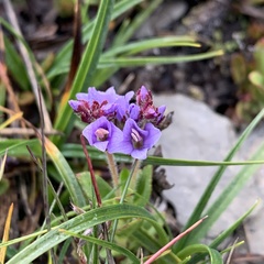 Veronica morrisonicola