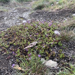 Veronica morrisonicola