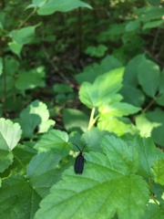 Lucidota atra