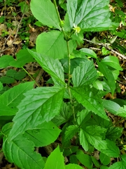 Geum canadense