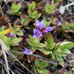 Veronica morrisonicola