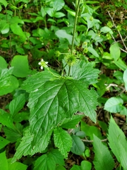 Geum canadense