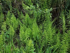 Thelypteris palustris palustris