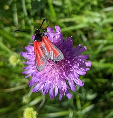 Zygaena erythrus