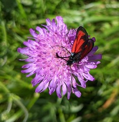 Zygaena erythrus