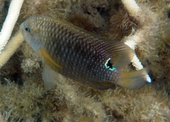 Stegastes punctatus