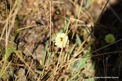 Pilosella castellana