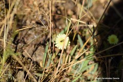 Pilosella castellana