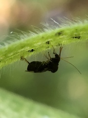 Pycnoderes medius