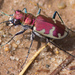 Cicindela formosa formosa - Photo (c) Mike Dillon, μερικά δικαιώματα διατηρούνται (CC BY-NC), uploaded by Mike Dillon