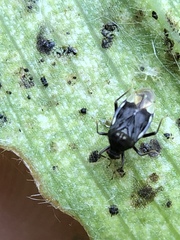 Pycnoderes medius