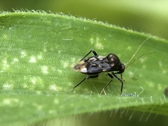 Pycnoderes medius