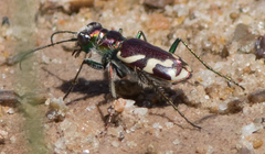 Cicindela fulgida
