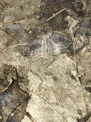 Zanclognatha laevigata