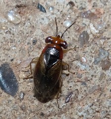 Isthmocoris imperialis