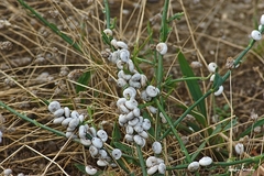 Helicella itala