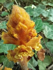 Orobanche laxissima
