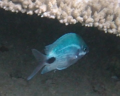 Abudefduf sparoides