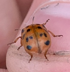 Chrysomela mainensis