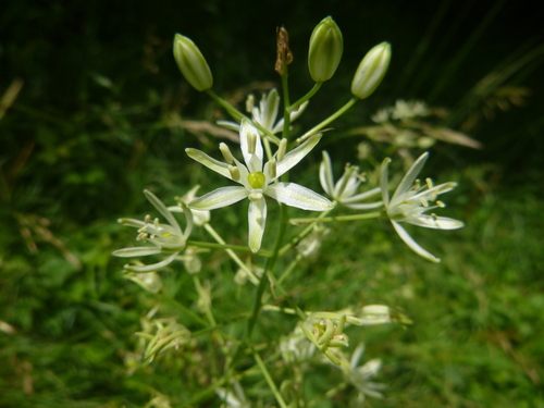 Image of Ornithogalum sphaerocarpum by no rights reserved