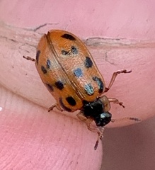 Chrysomela mainensis