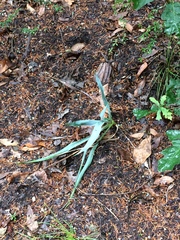 Yucca rupicola