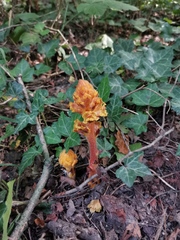 Orobanche laxissima
