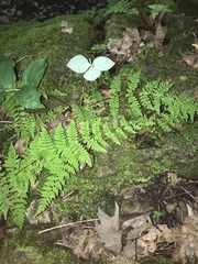 Cystopteris bulbifera