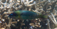 Thalassoma genivittatum