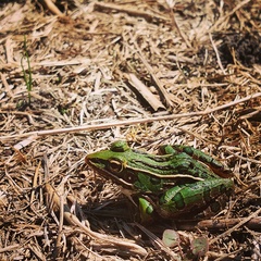 Lithobates sphenocephalus utricularius