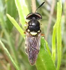 Hoplitimyia constans