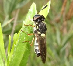 Hoplitimyia constans