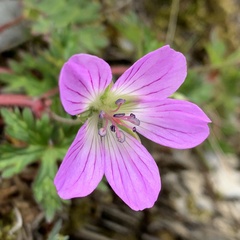 Geranium hayatanum