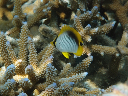 Blackback butterflyfish (Chaetodon melannotus) — Chaetodontidae — 5