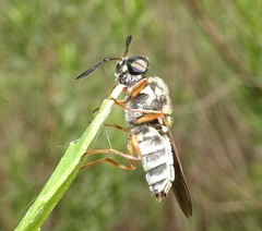 Hoplitimyia constans