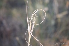 Stipa lagascae