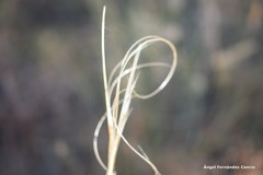 Stipa lagascae