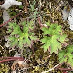 Geranium hayatanum