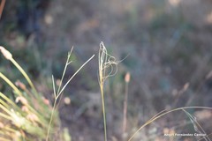 Stipa lagascae