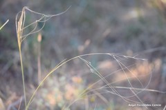 Stipa lagascae
