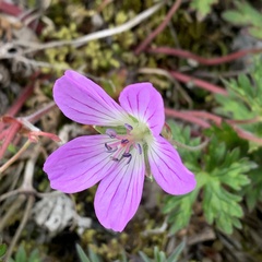 Geranium hayatanum