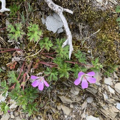 Geranium hayatanum